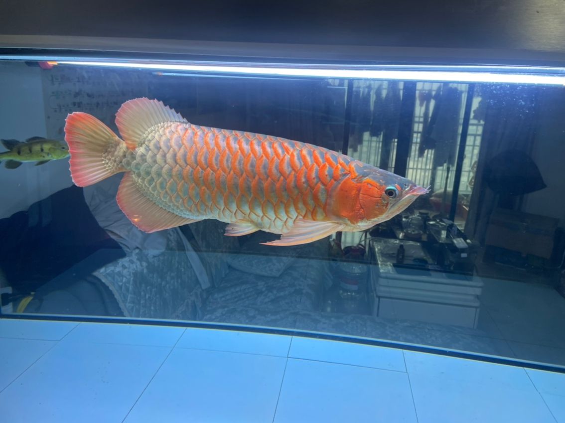 那個顏色的燈好看一點 龍魚論壇 第1張 那個顏色的燈好看一點 那個顏色的燈好看一點 龍魚論壇 第1張