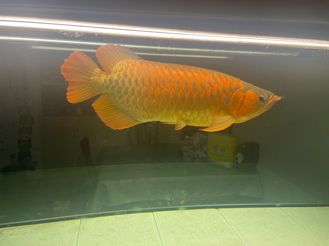 那個顏色的燈好看一點 龍魚論壇 第3張 那個顏色的燈好看一點 那個顏色的燈好看一點 龍魚論壇 第3張