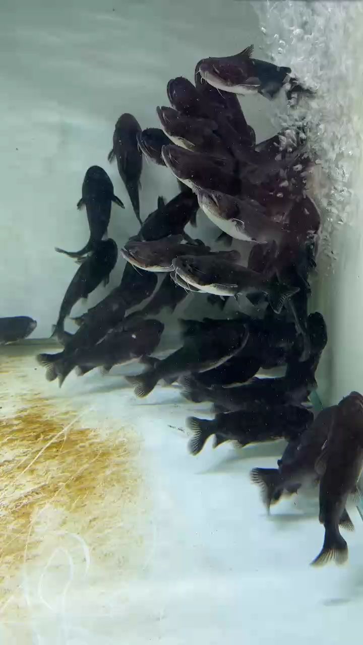大嘴鯨活力四射！ 大嘴鯨活力四射！ 龍魚論壇