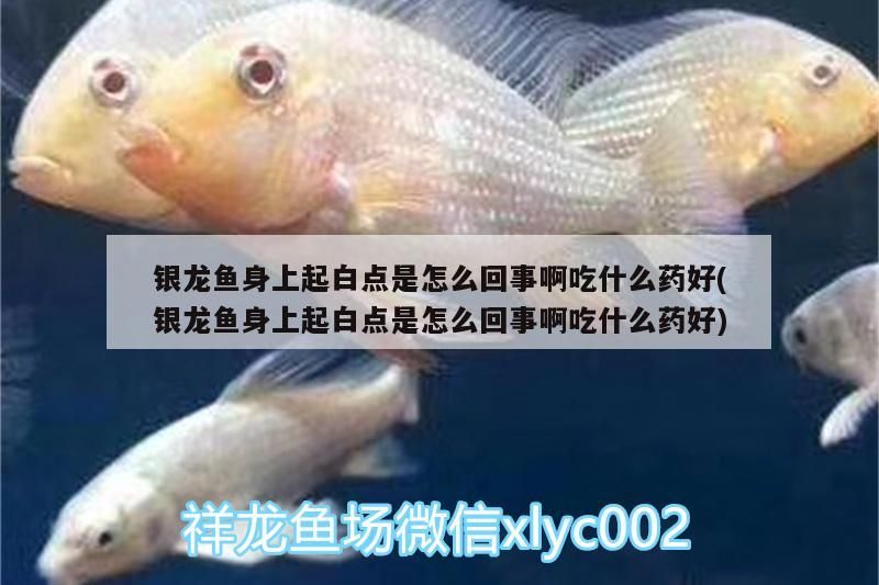 銀龍魚身上起白點是怎么回事啊吃什么藥好(銀龍魚身上起白點是怎么回事啊吃什么藥好)