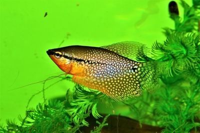 水族館里的小魚（世界上最吸引人的水族館小魚及其詳細介紹：小丑魚）