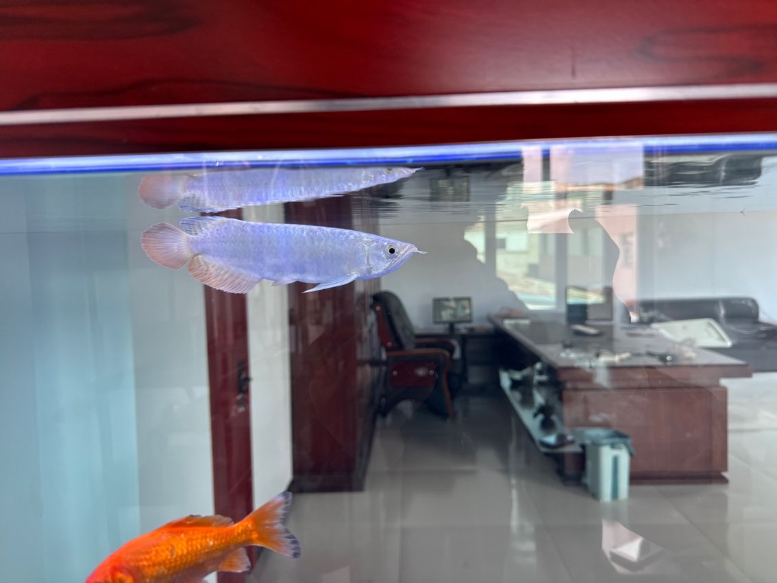 后期可以發色不，怎么白條金龍，魚