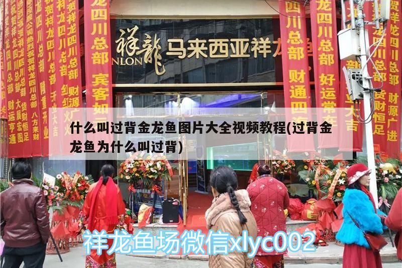 飼料 什么叫過背金龍魚圖片大全視頻教程(過背金龍魚為什么叫過背) 金龍魚百科 什么叫過背金龍魚圖片大全視頻教程(過背金龍魚為什么叫過背) 什么叫過背金龍魚圖片大全視頻教程(過背金龍魚為什么叫過背) 金龍魚百科