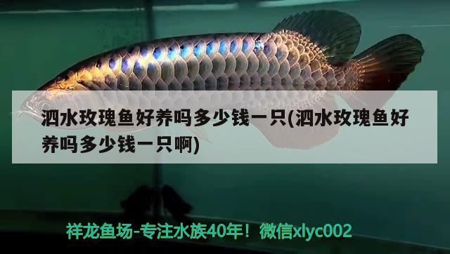 泗水玫瑰魚好養(yǎng)嗎多少錢一只(泗水玫瑰魚好養(yǎng)嗎多少錢一只啊)