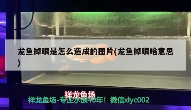龍魚掉眼是怎么造成的圖片(龍魚掉眼啥意思)
