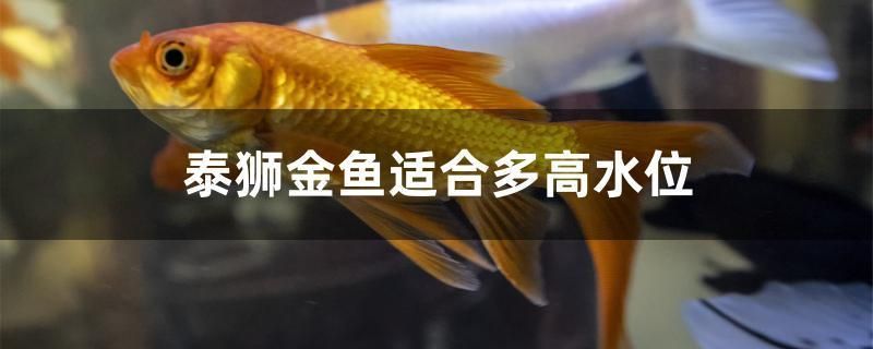 泰獅金魚適合多高水位 九鼎魚缸 第1張 泰獅金魚適合多高水位 泰獅金魚適合多高水位 九鼎魚缸 第1張