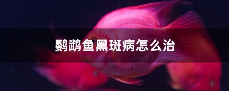 泰獅金魚適合多高水位 九鼎魚缸 第2張 泰獅金魚適合多高水位 泰獅金魚適合多高水位 九鼎魚缸 第2張