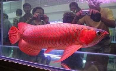 什么紅龍魚最好：紅龍魚品種鑒別技巧，紅龍魚市場價格趨勢 什么紅龍魚最好：紅龍魚品種鑒別技巧，紅龍魚市場價格趨勢 紅龍魚百科 第3張