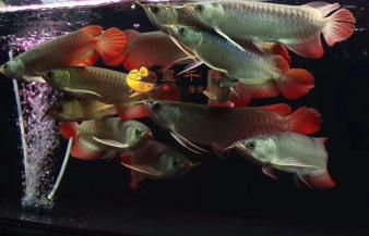 紅眼白子魟魚好養殖嗎：紅眼白子魟魚好養嗎