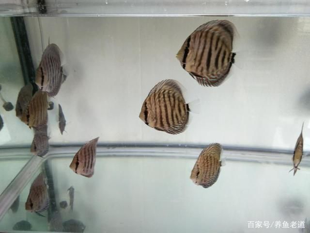 魚屎的克星第一名，揭秘高效清理魚缸廢物的終極解決方案