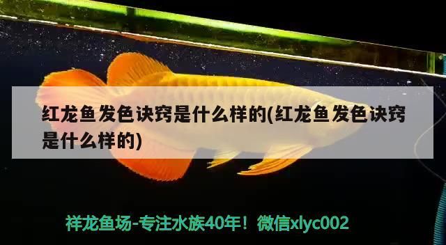 赤峰水族批發市場地址電話號是多少（赤峰水產批發市場在哪?）