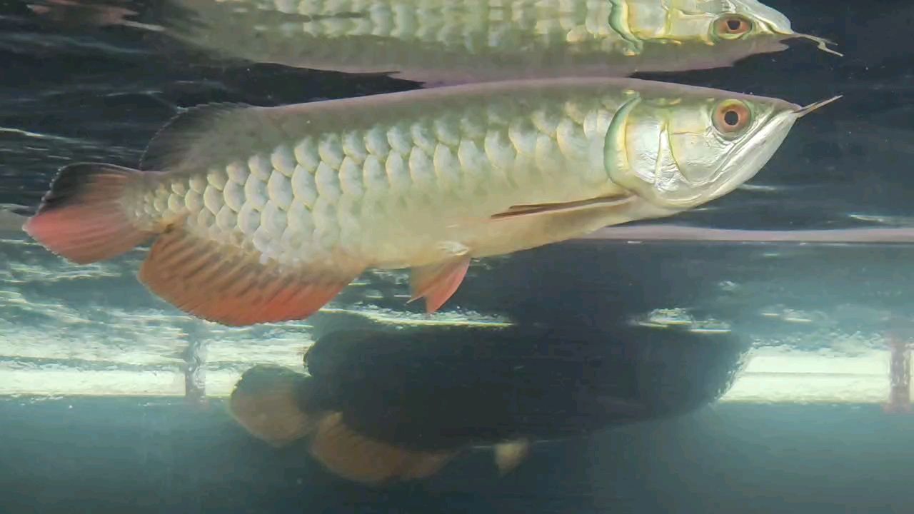如何判斷龍魚嘴上的白色肉球是什么病？（如何判斷龍魚嘴上的白色肉球？）