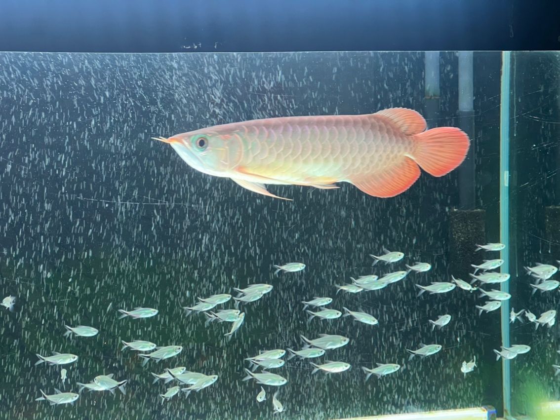 發色一個月