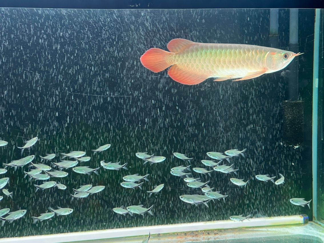 發色一個月