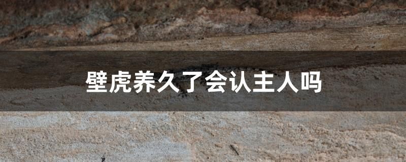 壁虎養久了會認主人嗎