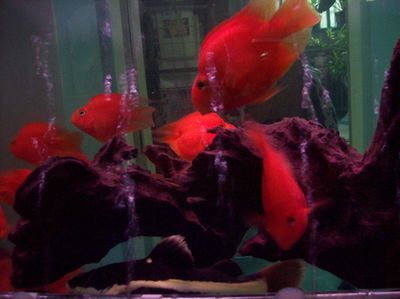 不適合混養的觀賞魚排名第1：招財貓魚（招財貓魚可以和什么魚混養？）