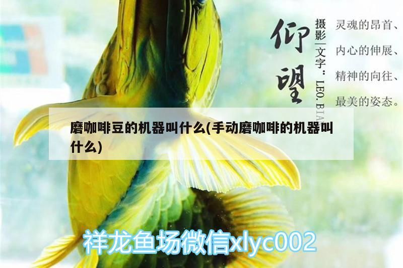 磨咖啡豆的機器叫什么(手動磨咖啡的機器叫什么)