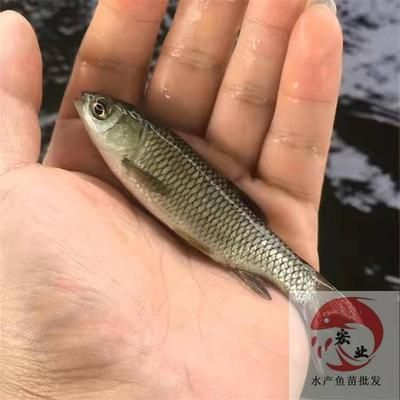 魚失鰾還能活嗎？解析魚鰾的功能與生存適應