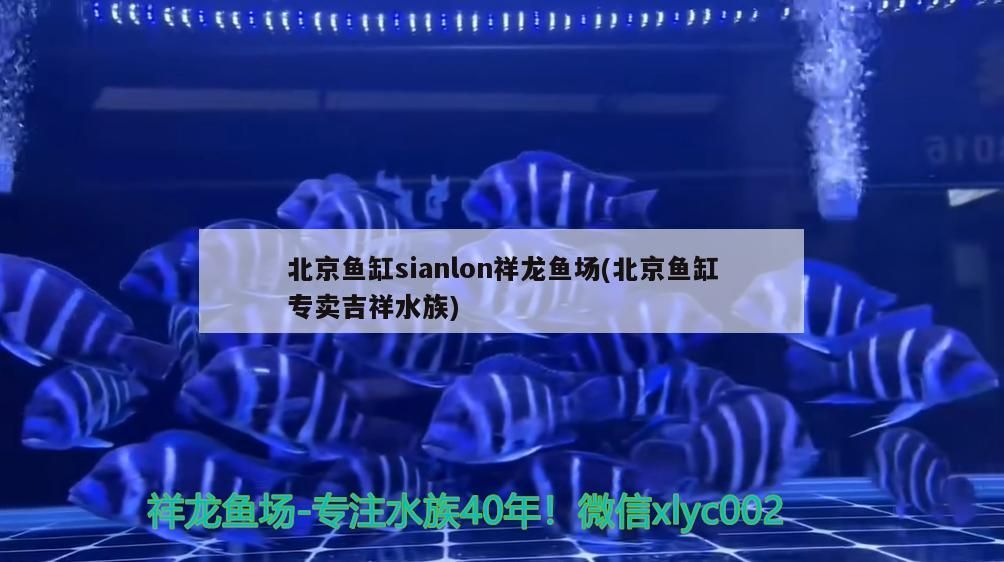 <strong><mark>北京</mark></strong>魚缸sianlon祥龍魚場(<strong><mark>北京</mark></strong>魚缸專賣吉祥水族)