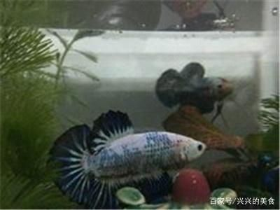 觀賞魚斗魚可以養幾條魚（斗魚的飼養技巧）