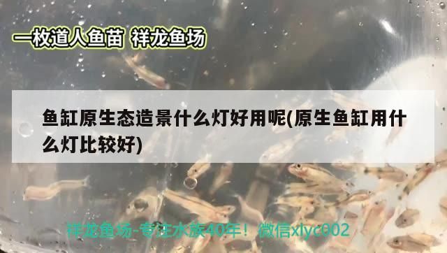 魚缸原生態造景什么燈好用呢(原生魚缸用什么燈比較好)