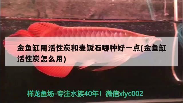 金龍魚的溫度（ 金龍魚的溫度是多少度）