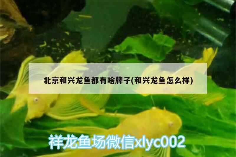 北京和興龍魚都有啥牌子(和興龍魚怎么樣)