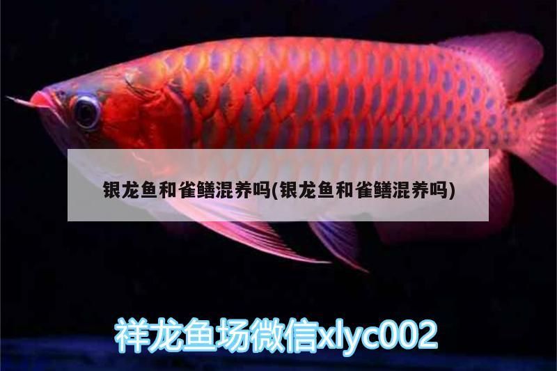 銀龍魚(yú)和雀鱔混養(yǎng)嗎(銀龍魚(yú)和雀鱔混養(yǎng)嗎)