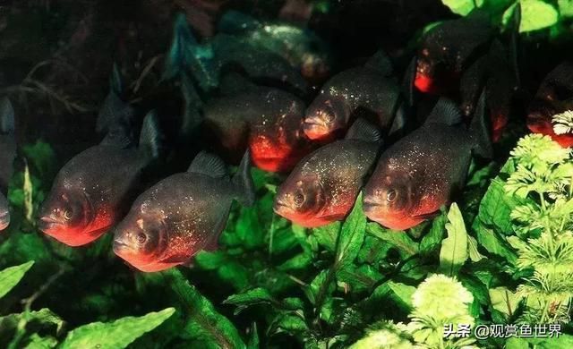 觀賞魚壽命最長的魚（觀賞魚中最長壽的魚是什么魚？）