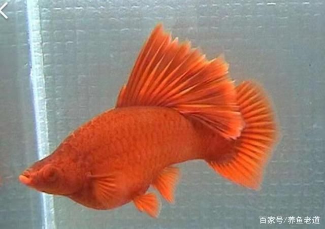觀賞魚壽命最長的魚（觀賞魚中最長壽的魚是什么魚？）