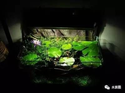 魚缸魚草養殖教程，水草照明設備選擇魚缸水草病害防治水草繁殖與更新方法