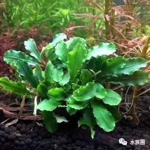 魚缸魚草養殖教程，水草照明設備選擇魚缸水草病害防治水草繁殖與更新方法