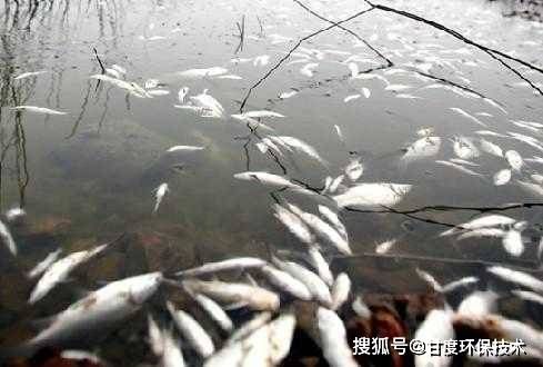 怎么看龍魚的眼睛是不是瞎了呢：如何判斷龍魚的眼睛是否失明