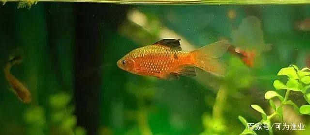 魚什么顏色旺財最好，風水學中的招財魚顏色解析