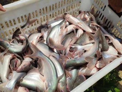 巴沙魚批發(fā)（巴沙魚批發(fā)的種類和特點(diǎn)）