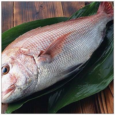 巴沙魚批發(fā)（巴沙魚批發(fā)的種類和特點(diǎn)）