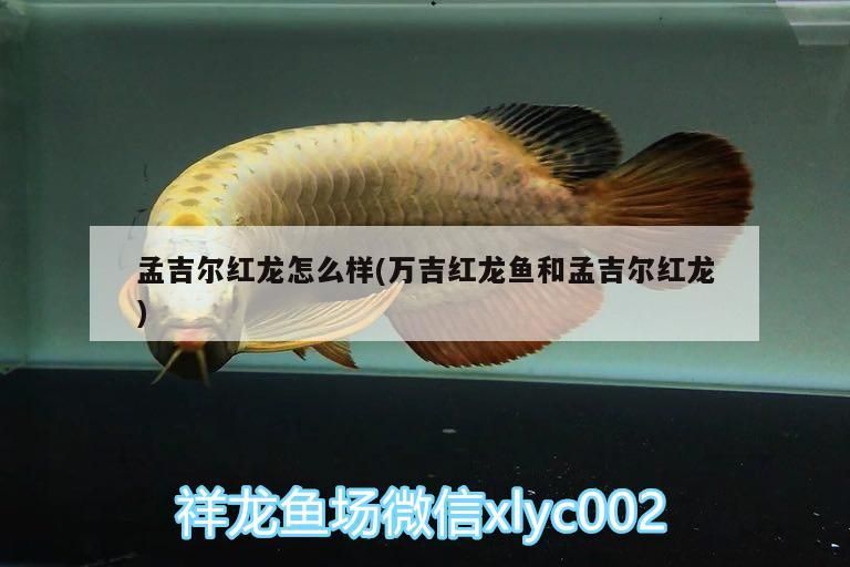 孟吉爾紅龍怎么樣(萬吉紅龍魚和孟吉爾紅龍) 孟吉爾紅龍怎么樣(萬吉紅龍魚和孟吉爾紅龍) 廣州孟吉爾