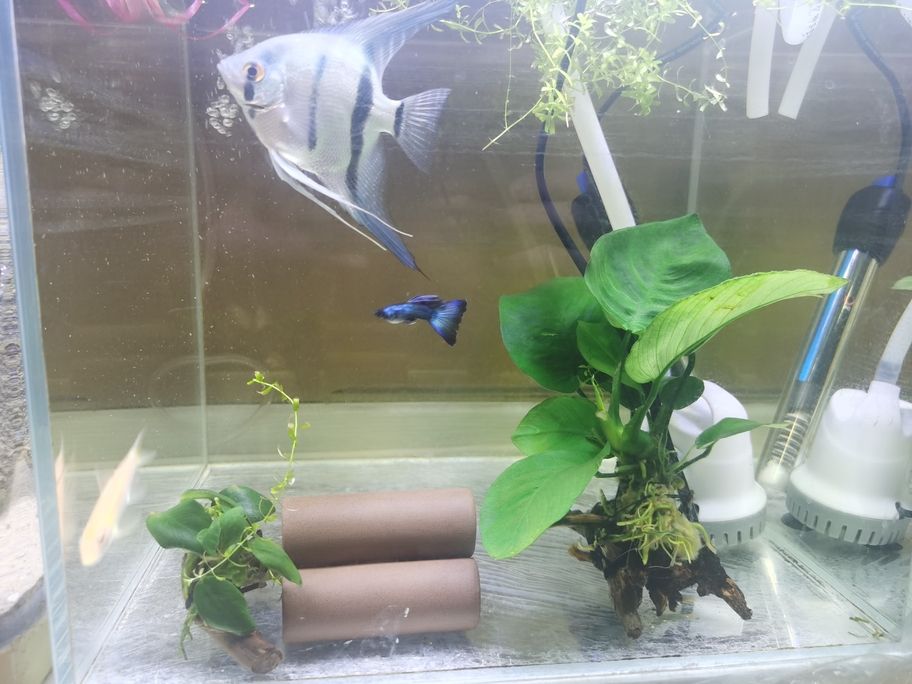 半個多月，狀態依然好。 半個多月，狀態依然好。 龍魚論壇