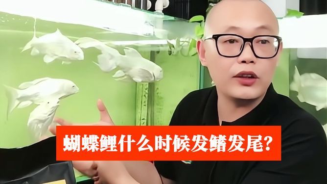 蝴蝶鯉發尾的征兆（蝴蝶鯉發尾的征兆與生長階段、品種特性及飼養管理密切相關信息總結）