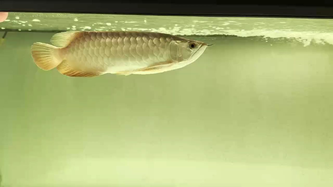 養了3個月