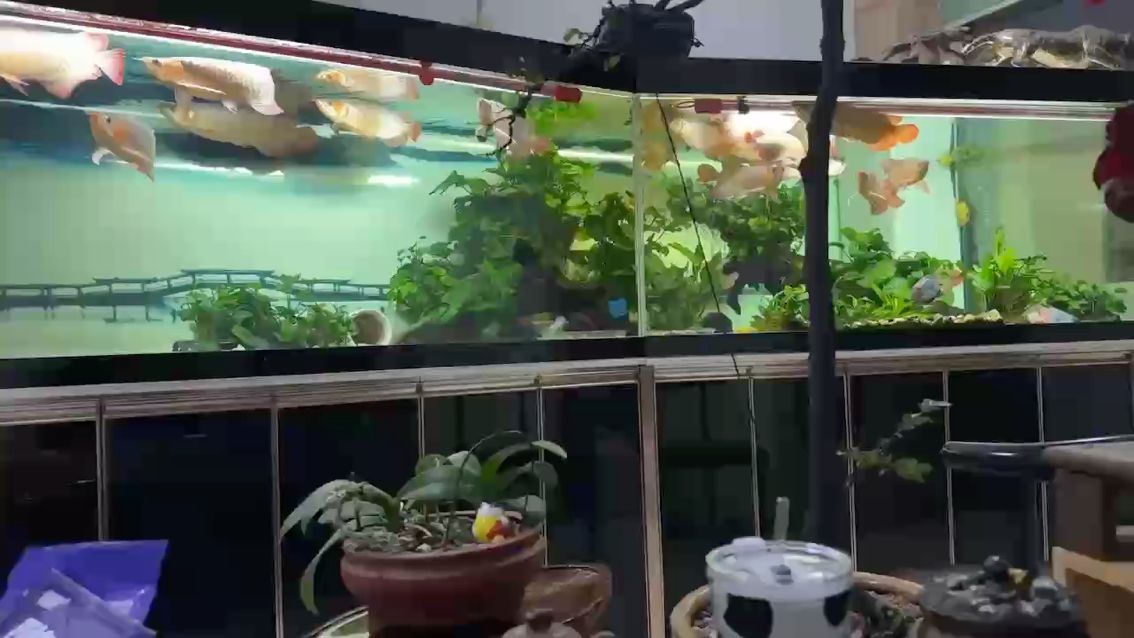 沒感覺魚大了多少，但是寬了不少。