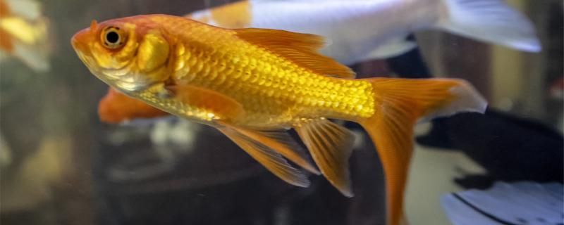 養(yǎng)了三年的金魚怎么沒有繁殖怎么才能繁殖