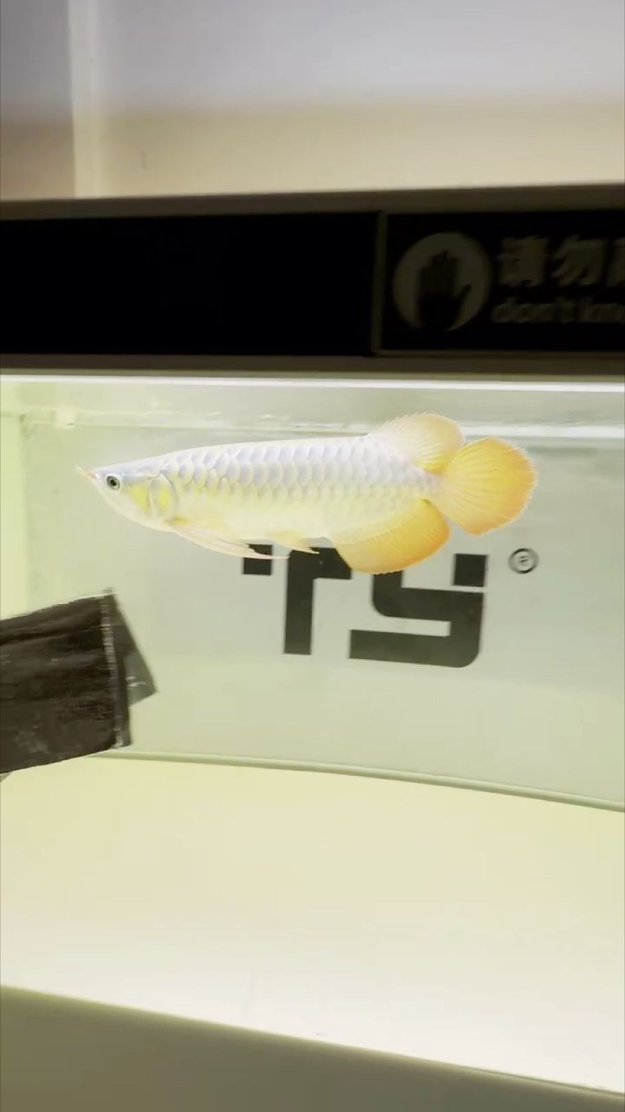 40公分左右