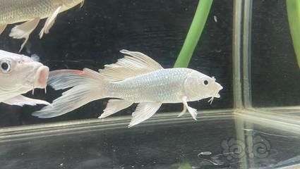 蝴蝶鯉魚尾巴有紅血絲怎么治（蝴蝶鯉魚尾巴出現紅血絲可能由水質不良、細菌感染、寄生蟲等因素引起）