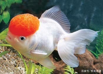 蝴蝶鯉魚尾巴有紅血絲怎么治（蝴蝶鯉魚尾巴出現紅血絲可能由水質不良、細菌感染、寄生蟲等因素引起）