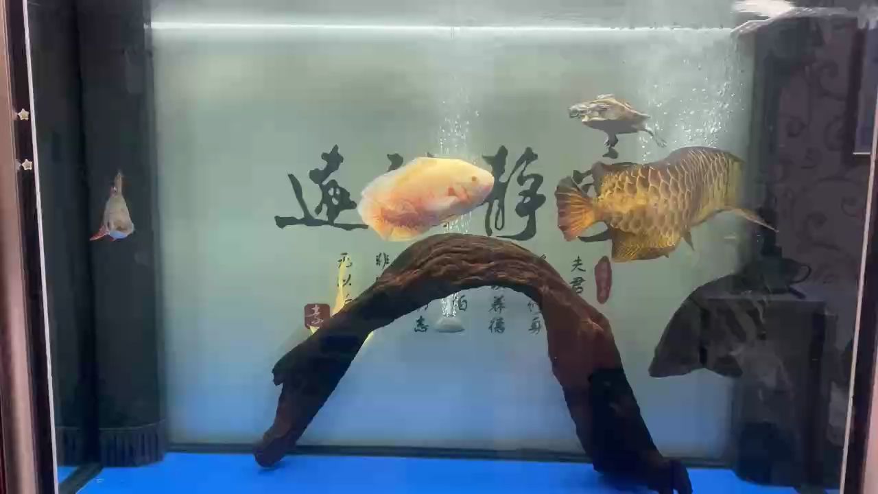 周末，換水