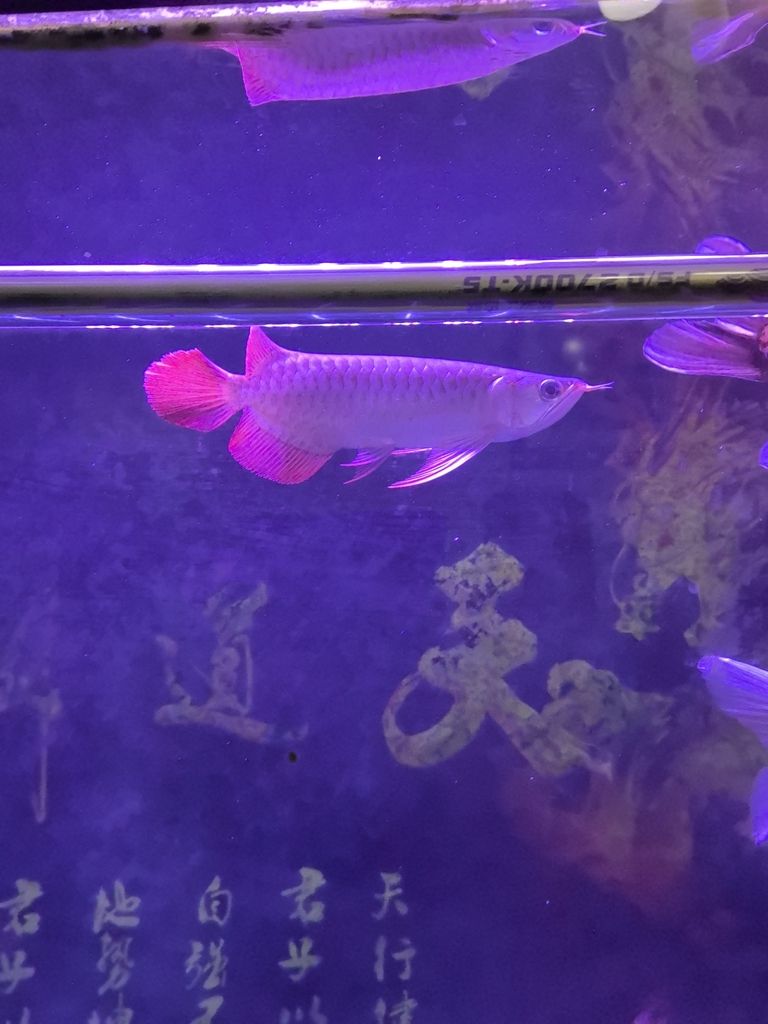 紅龍生活歷程