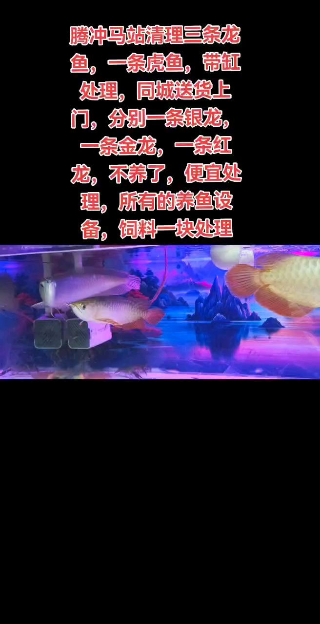 便宜處理，騰沖附近的魚友可以來了