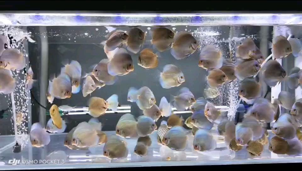 水族批發市場在哪里，拉薩水族批發市場