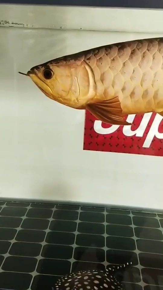 赤峰定做魚缸電話地址查詢（赤峰魚缸廠家批發(fā)）